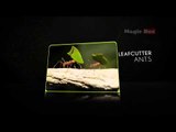 Ants - Insects - Pre School - Animated Videos For Kids