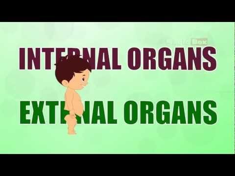 Body Parts Introduction - Human Body Parts - Pre School - Animated Videos For Kids