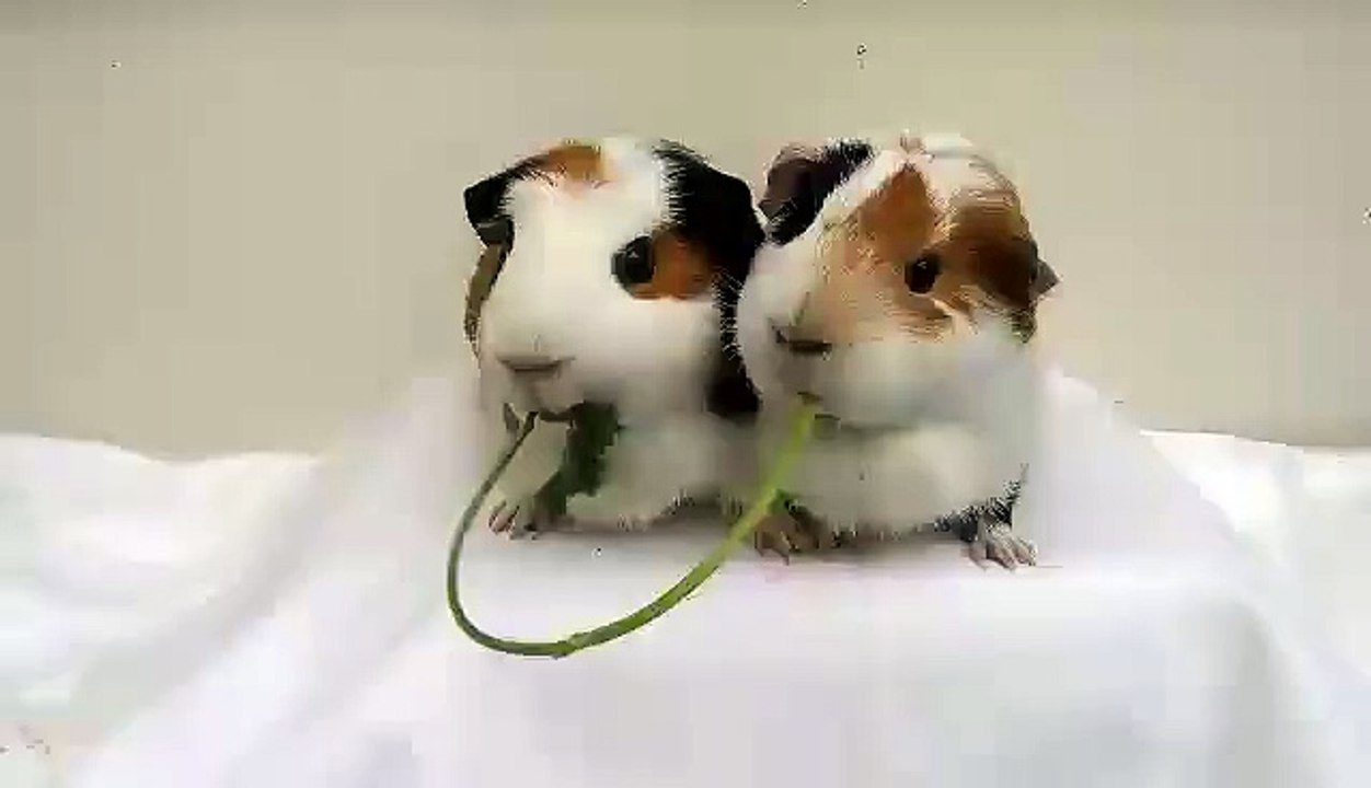 Absolutely brilliant  guinea pigs