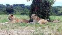 Stress, une lionne ouvre une voiture en plein safari