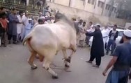 Angry Bull on Qurbani Eid