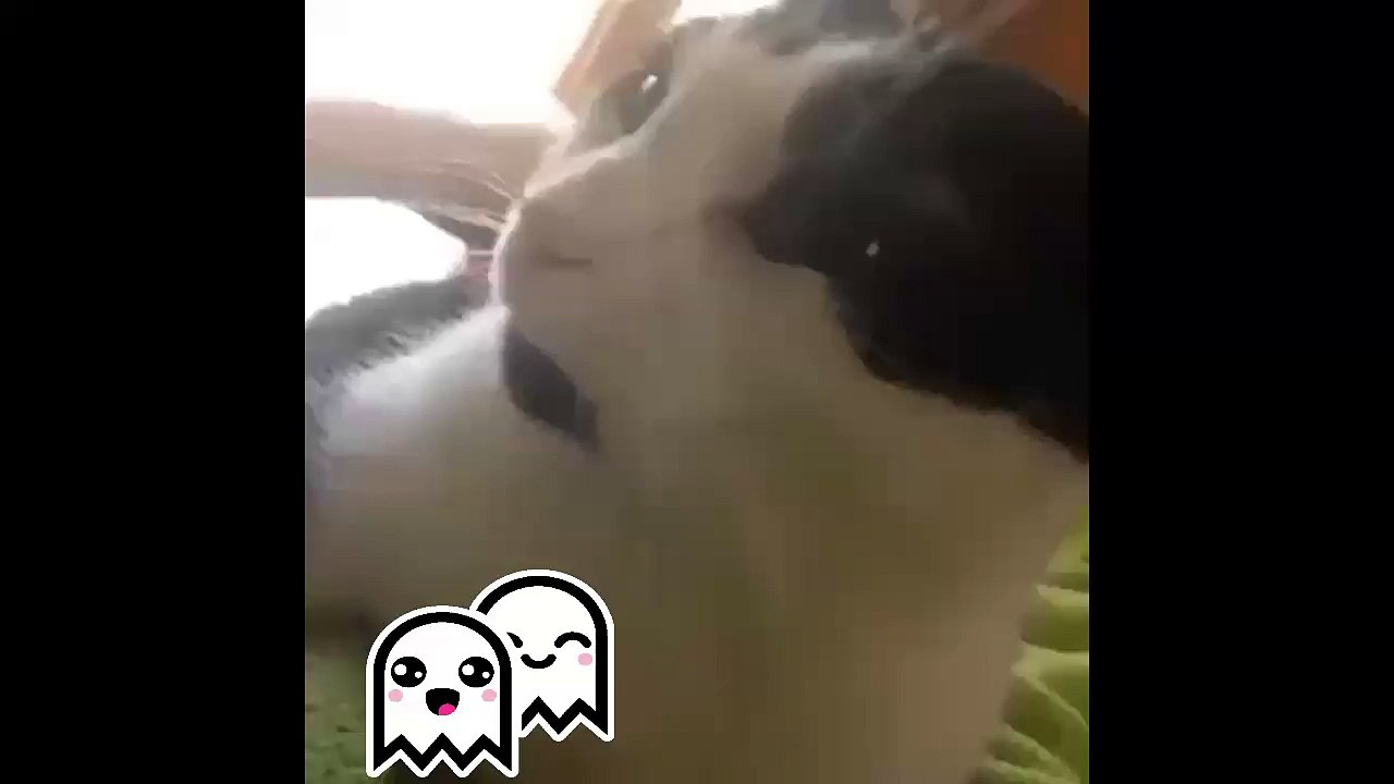 This Cat Can Speak Oh My God This Is Really Freaking Out