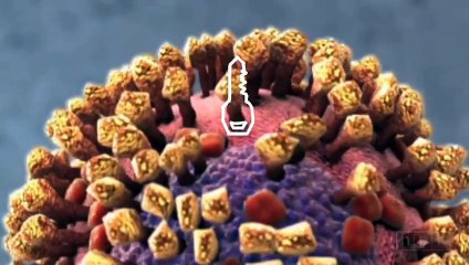 How a Virus Invades Your Body