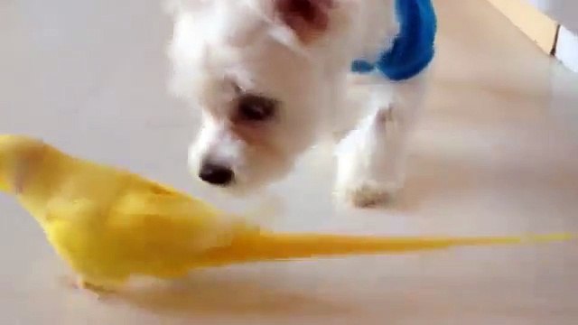 Милый попугайчик со своей собачкой