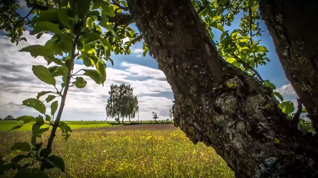 Природа в движении (качество – 4К)