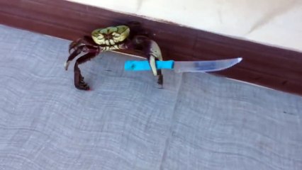 Crabe Gangster avec un couteau