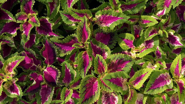 Удивительная природа (качество – 4К)