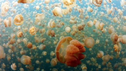 Удивительные медузы