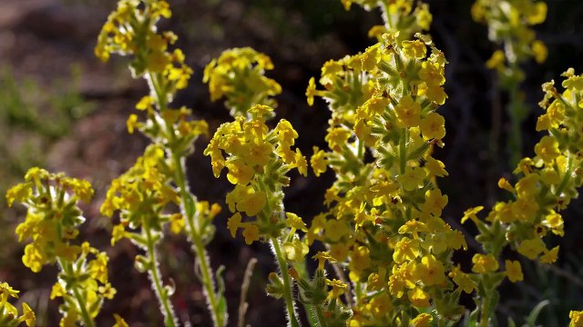 Юго-Запад США (качество – 4К)