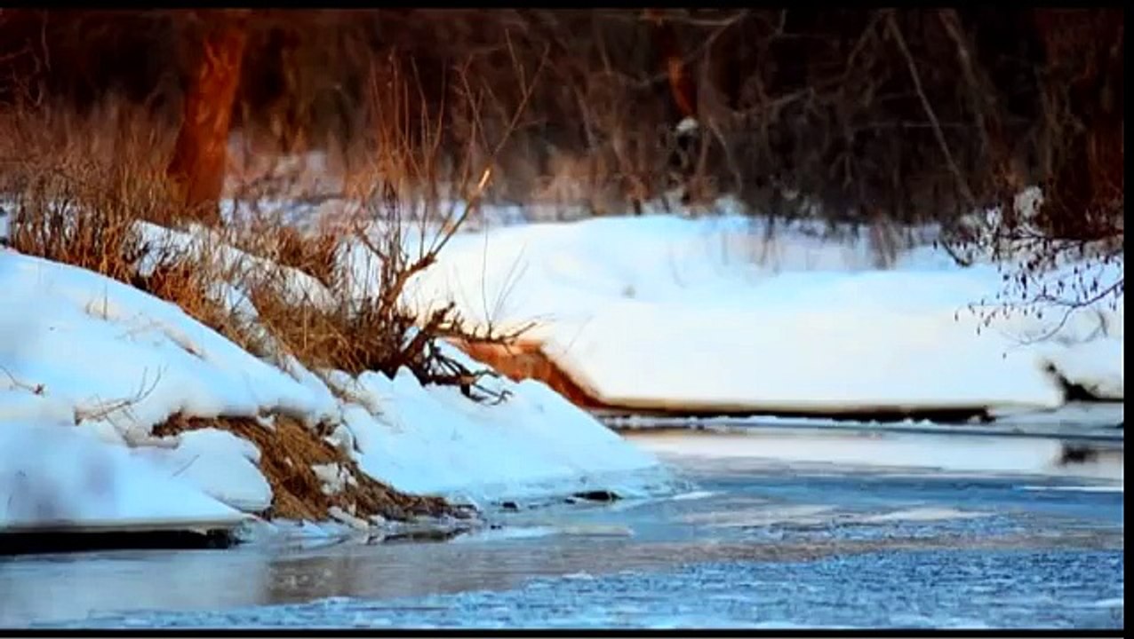Бобр. Зима. Beaver. Winter. Castor fiber