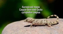 Геккон каспийский. Caspian Bent-toed Gecko. Cyrtopodion caspius.