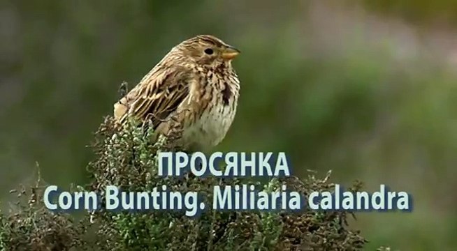 Голоса птиц. Просянка. Corn Bunting. Miliaria calandra