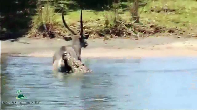 Зловещая охота крокодилов на зебр антилоп и газелей- Великая миграция через реку Мара