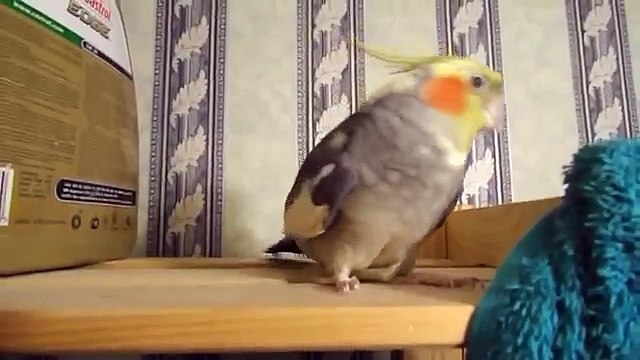 Попугай боевик