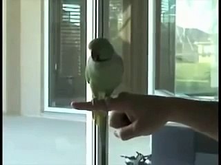 Умный индийский попугай