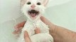 Cats Saying _No_ to Bath - A Funny Cats In Water Compilation 2016 New