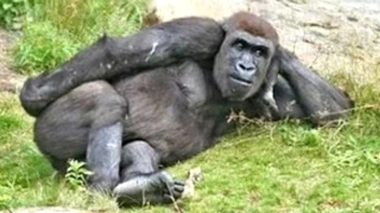 Best Funny Animals And Cute Animal Videos Compilation 2016