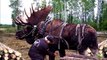 Australian cows Grabs attention at Animal exhibition