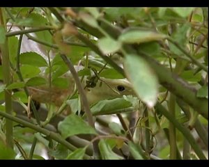Желтопузик. Ящерица без ног. European Legless Lizard