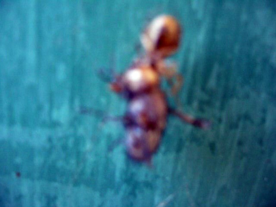 araignée qui mange une mouche