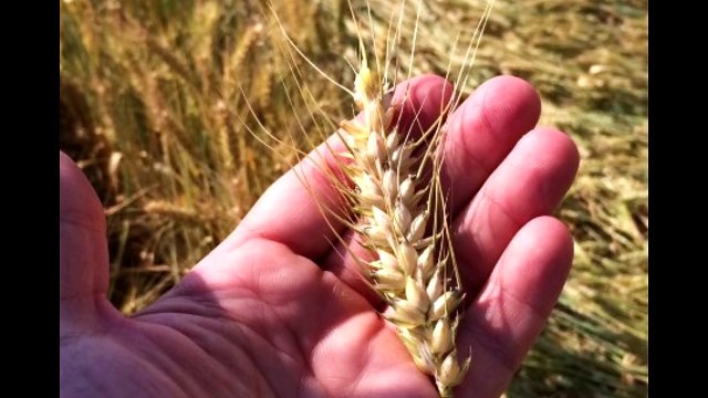 Рисунки на полях. Италия июнь 2015г