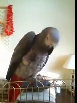 Попугай жако говорит и поет