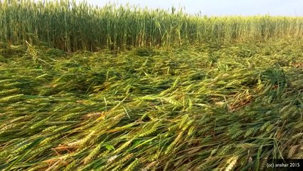 Рисунки на полях. Франция. 11 июня 2015г