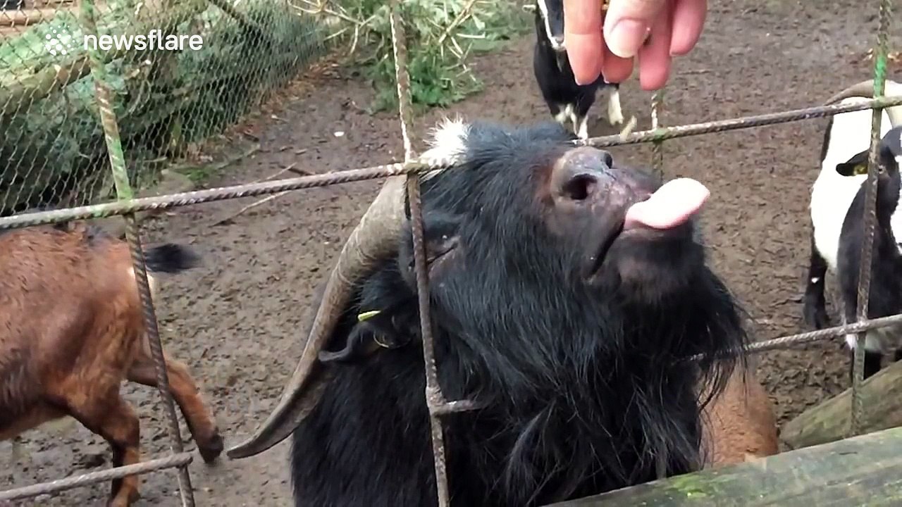 Funny slow motion footage of an angry and possibly jealous goat