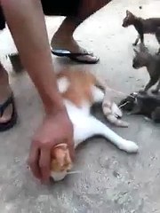 37fun of cat trying to eat a mouse with zero success