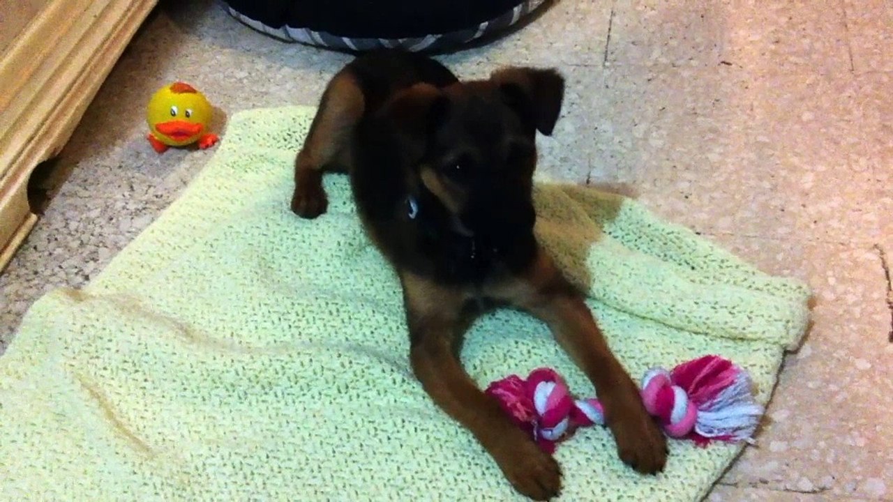 Sunny...il nostro cagnolino.