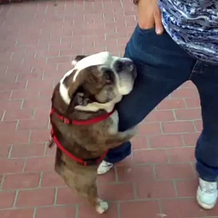 Joe Jonas - Winston sex dog via Vine
