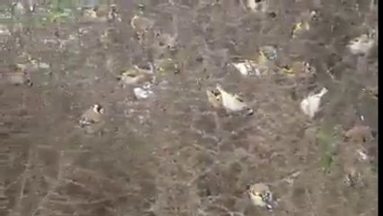 هذا هو طائر الحسون المشهور (البليق)