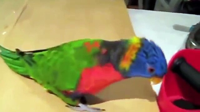 Попугай лори бандит