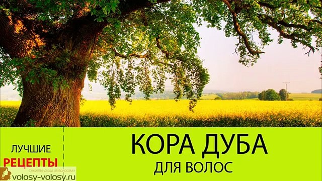 Кора дуба для волос. ОТВАР коры дуба для волос. Маски для волос с корой дуба