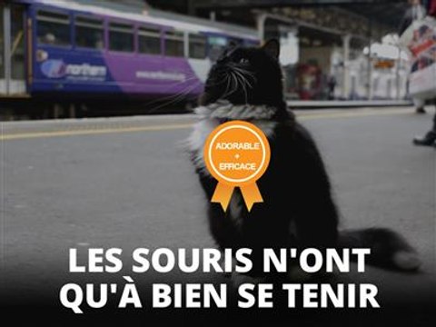 Ce chat a été promue manager... de la chasse aux souris
