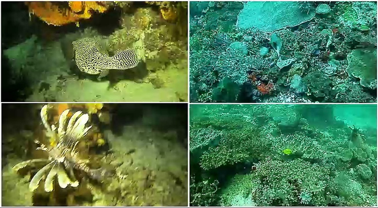 raja ampat  pour site
