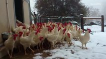 Rescued hens experience snow for the first time and they are adorably apprehensive