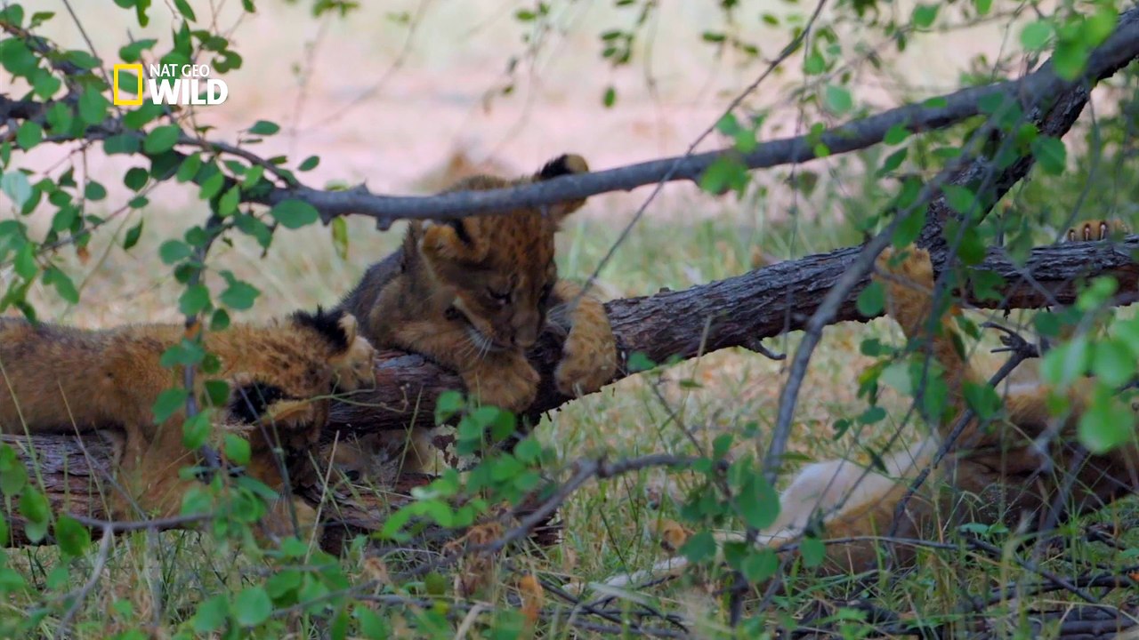 La Rive Aux Lions
