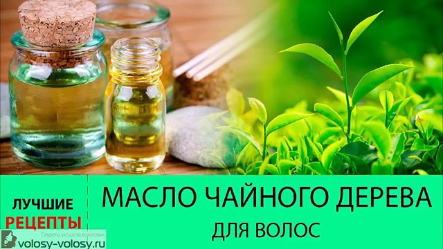 Масло чайного дерева для волос. ПОЛЬЗА и ПРИМЕНЕНИЕ масла чайного дерева для волос
