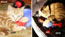 Photos Of Pets Growing Up With Their Toys | Amazing Animal photo 2016