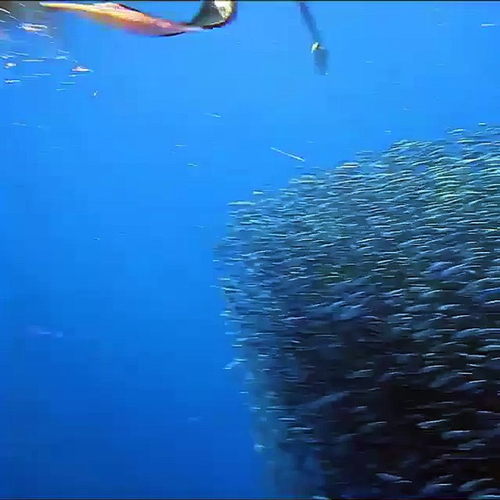 Swimming with a school of fish