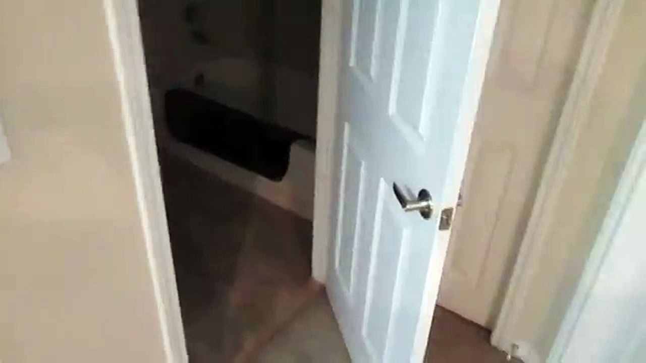 Cat opening doors