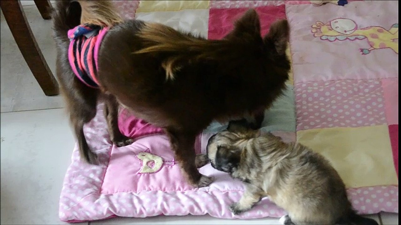 Mélissa, bébé Chihuahua de 5 semaines à réserver