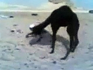 Man And Camel Funny