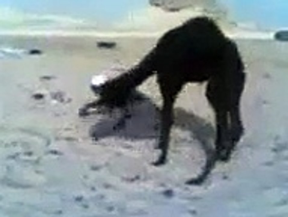 Man And Camel Funny