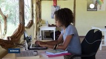 Citizens and scientists earn their stripes counting Kenya's Grevy's zebras