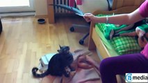 Komik Sevimli Kedilerin Karışık Videoları Ocak 2016