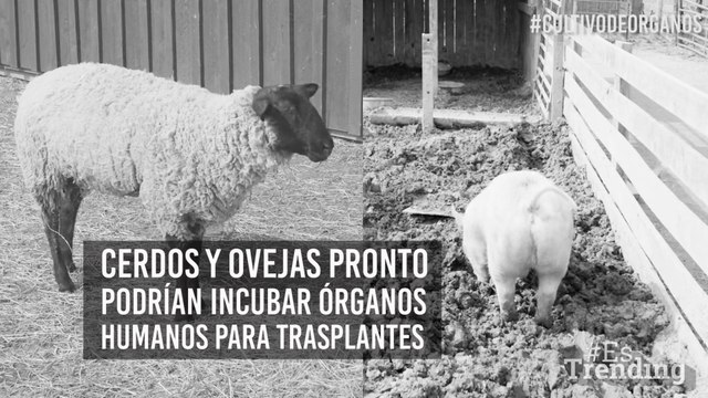 ‪#‎POLÉMICO‬: Órganos animales para humanos