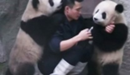 İlaç içmek istemeyen pandalar