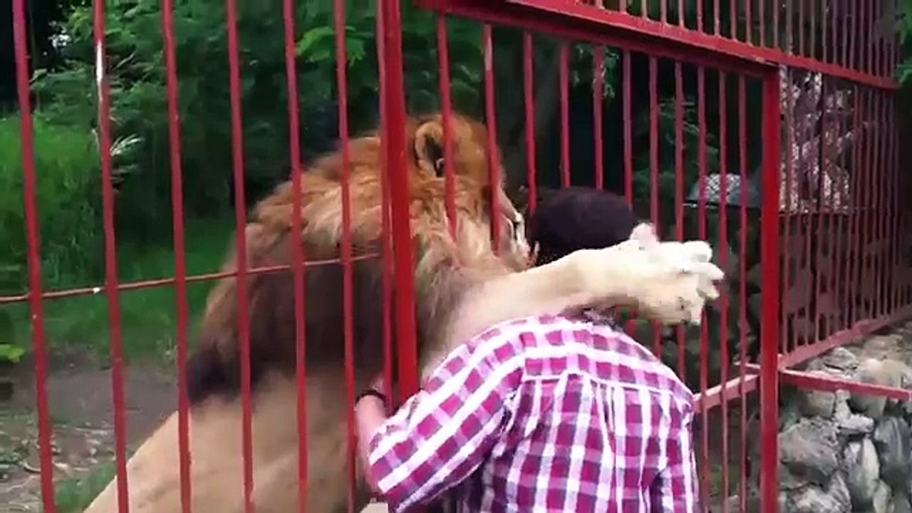 Yıllar Sonra  Sahibini gören  Aslan